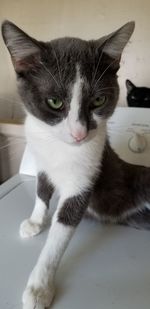 Close-up portrait of a cat