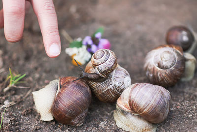 Close-up of snail on hand