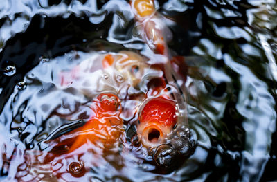 High angle view of koi fish in water