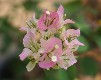 Close-up of pink flowering plant