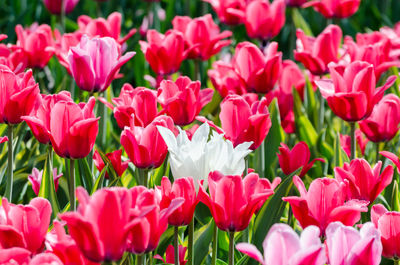 Close-up of pink tulips on field