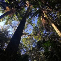 Low angle view of coconut palm trees against sky