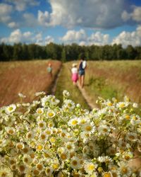 Close-up of daisy flowers with family in background