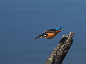 Bird perching on a tree