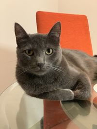 Close-up portrait of a cat