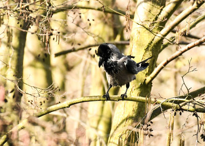 Bird perching on a branch