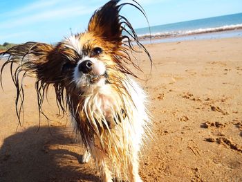 Portrait of a dog on beach