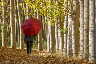 Rear view of man with umbrella walking in forest