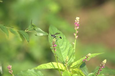 Close-up of insect on plant