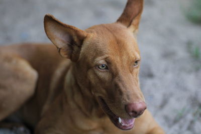 Close-up portrait of dog