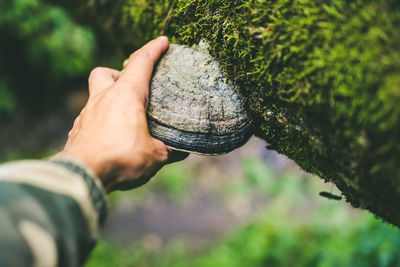 Close-up of hand holding leaf against trees