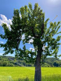 Trees on field against sky