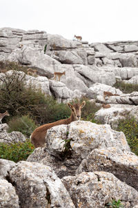 Rock formation on land against sky
