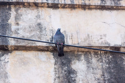 Close-up of bird perching on wall