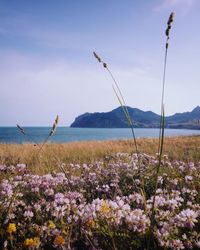 Flowers growing by sea against sky