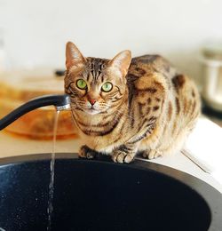 Portrait of tabby cat sitting