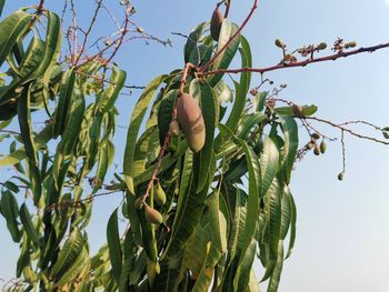 Low angle view of fruits growing on tree against sky