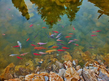 Close-up of koi carps swimming in water