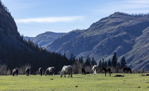 View of horses grazing in field