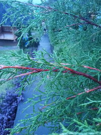 Close-up of leaves on tree