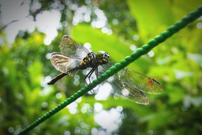 Close-up of dragonfly on rope