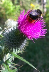 Close-up of bee on thistle