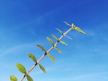Low angle view of plant against blue sky