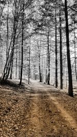 Road amidst bare trees in forest