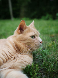 Close-up of a cat on field