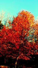 Silhouette of trees during autumn