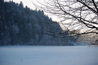 Trees on snow covered landscape