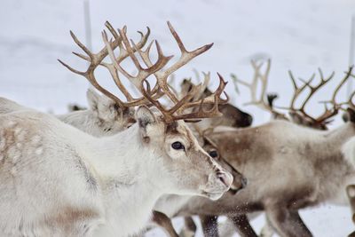 Deer in a snow