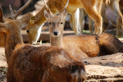 Close-up of deer at zoo