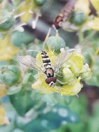 Close-up of butterfly pollinating on flower