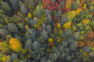 Full frame shot of multi colored autumn trees