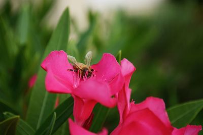 Close-up of insect on red flower