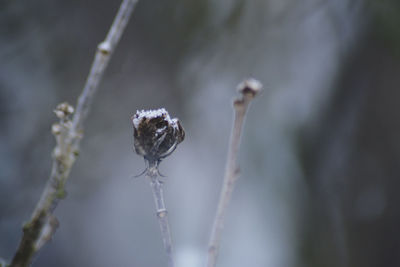 Close-up of dried plant