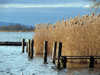 Wooden posts in sea against sky