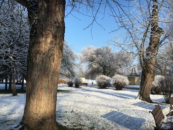 Snow covered trees in park
