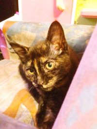 Close-up portrait of cat relaxing at home
