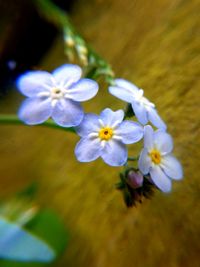 Close-up of flowers blooming outdoors