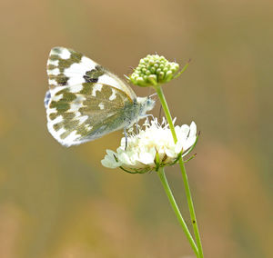 Close-up of butterfly pollinating on flower