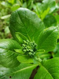 Close-up of strawberry growing on plant