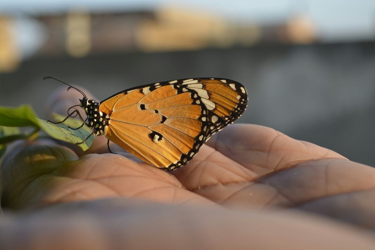 focus on foreground, insect, person, one animal, animal themes, butterfly - insect, close-up, animals in the wild, unrecognizable person, part of, leisure activity, butterfly, lifestyles, wildlife, human finger, holding, cropped