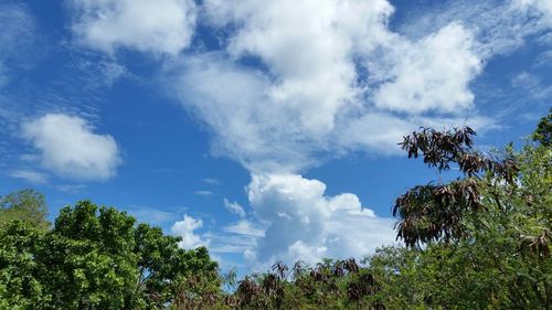 Low angle view of trees against cloudy sky