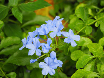 Close-up of purple flowers blooming outdoors