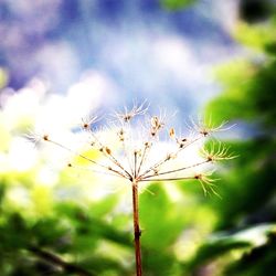 Close-up of plant against sky