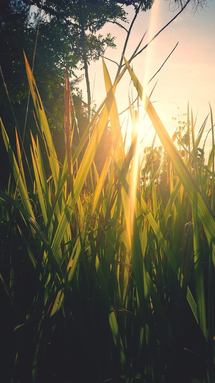 SUNLIGHT STREAMING THROUGH PLANTS ON FIELD DURING SUNSET