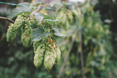 Close-up of green hops growing outdoors