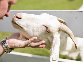 Close-up of hand holding dog